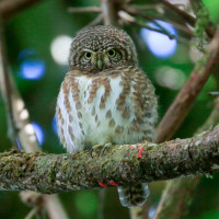 Collared Owlet